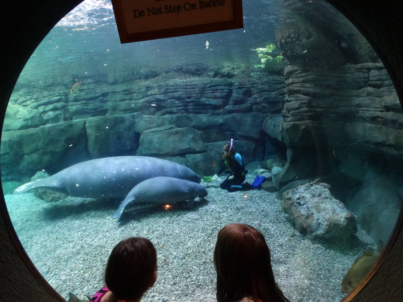 Nov. 2015 - Manatee Springs - Manatee Bubble Viewing