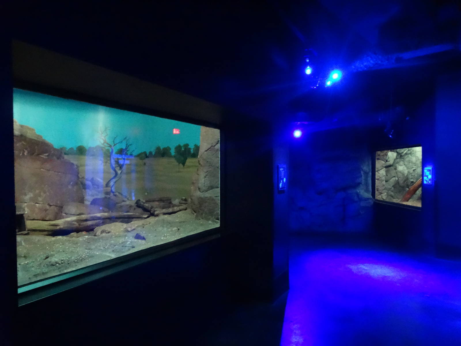 Nov. 2015 - Night Hunters - Aardwolf + Fossa Exhibit Viewings