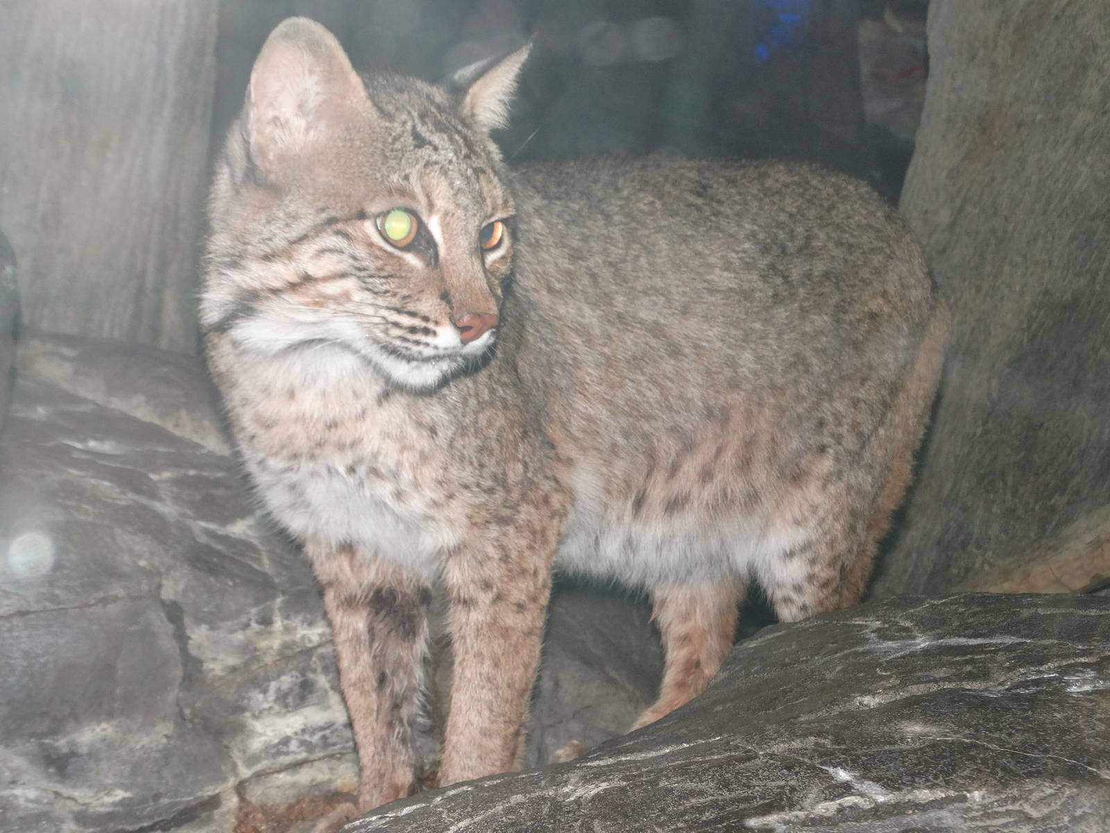 Nov. 2015 - Night Hunters - Bobcat