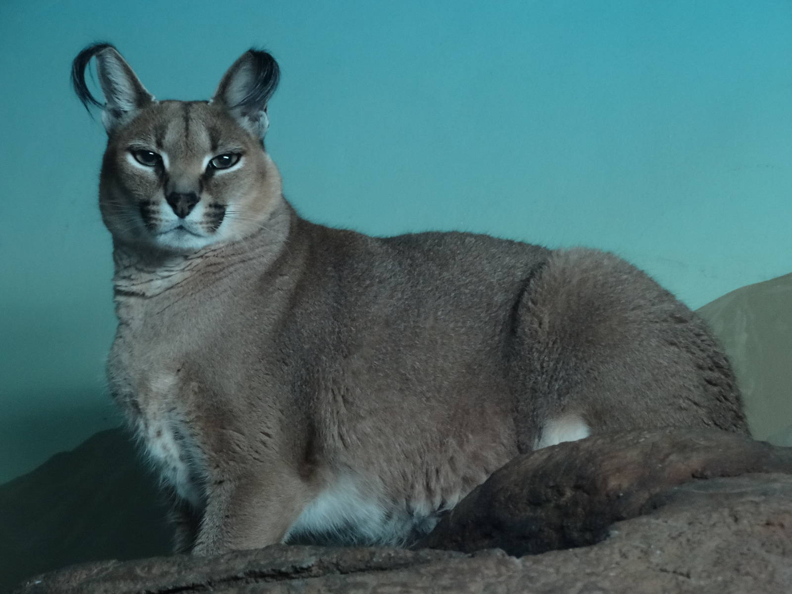 Nov. 2015 - Night Hunters - Caracal