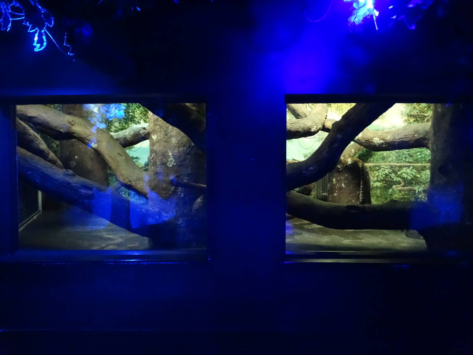 Nov. 2015 - Night Hunters - Clouded Leopard Exhibit
