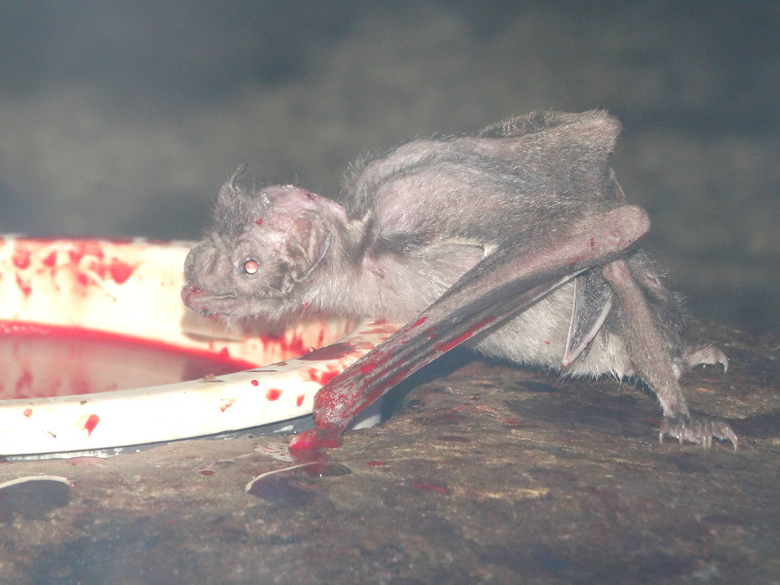 Nov. 2015 - Night Hunters - Common Vampire Bat