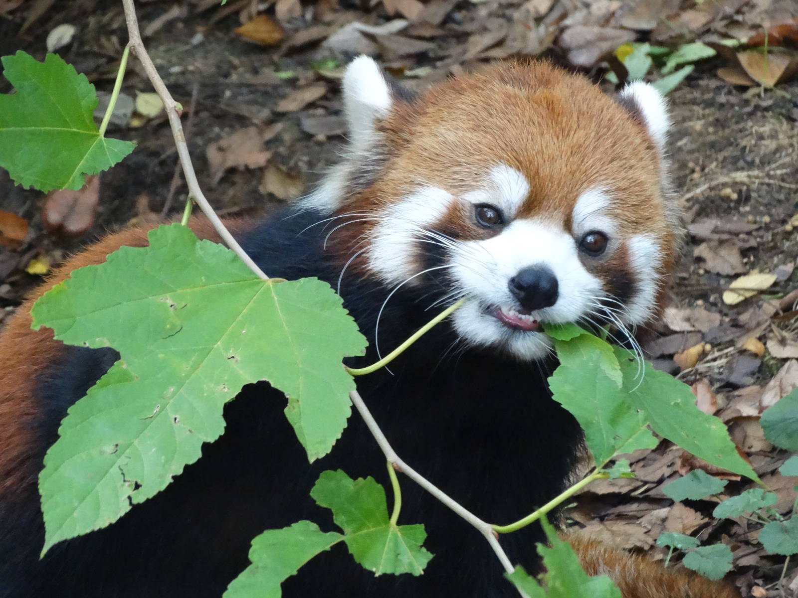 Nov. 2015 - Red Panda - Lin