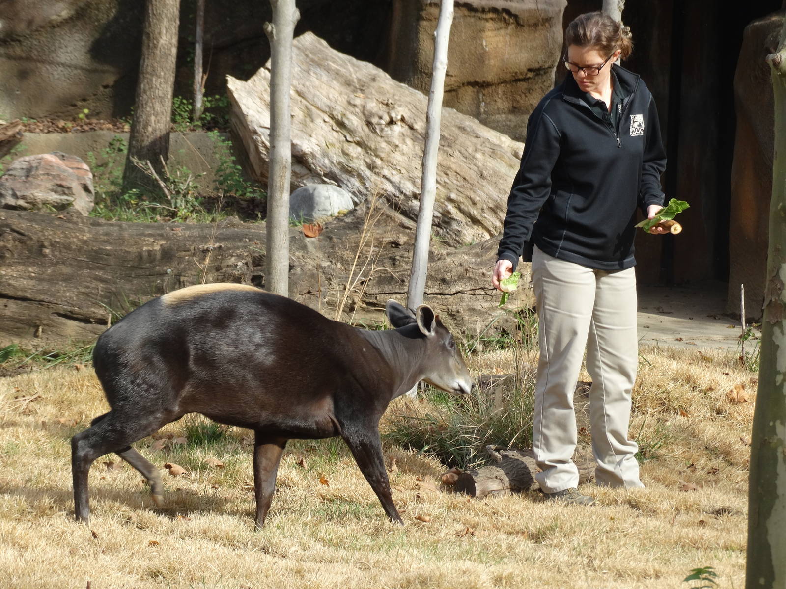 Nov. 2015 - Rhino Reserve - Bringing Him In