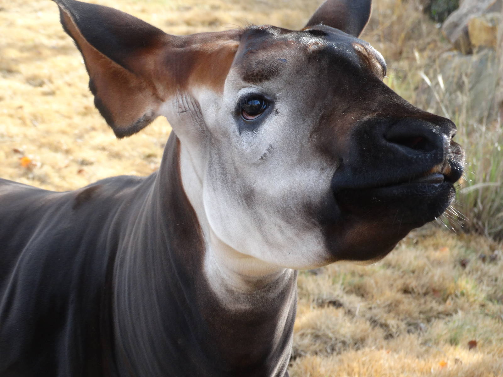 Nov. 2015 - Rhino Reserve - Curious Kilua