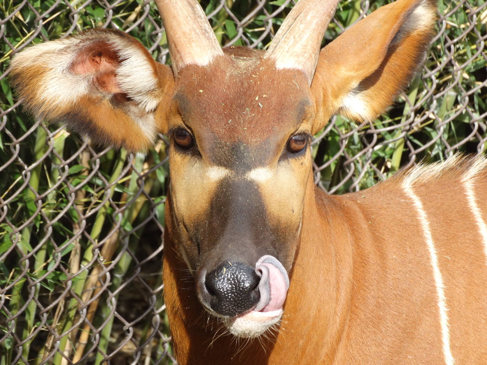Nov. 2015 - Rhino Reserve - Eastern Bongo