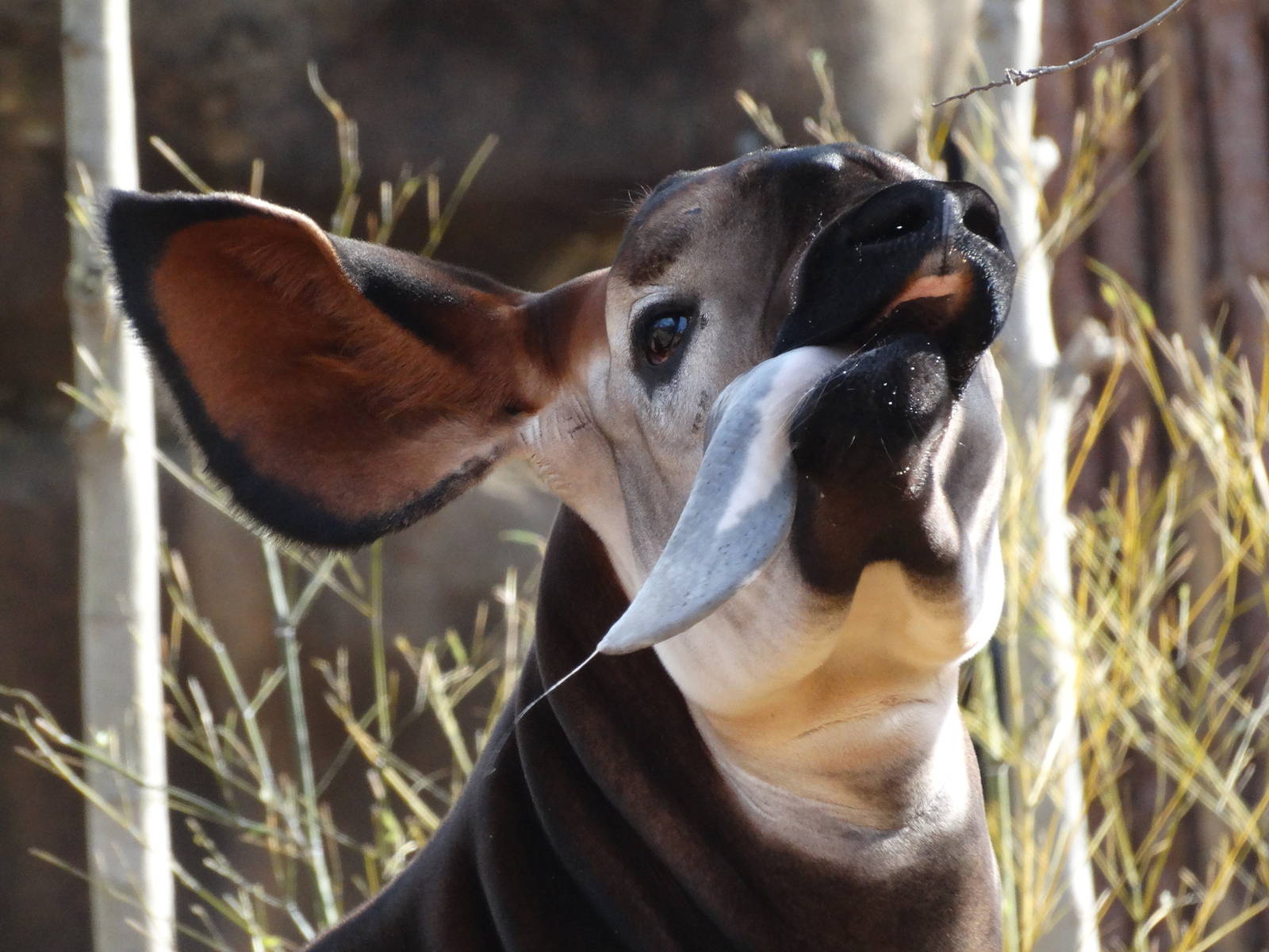 Nov. 2015 - Rhino Reserve - Kilua and Her Tongue
