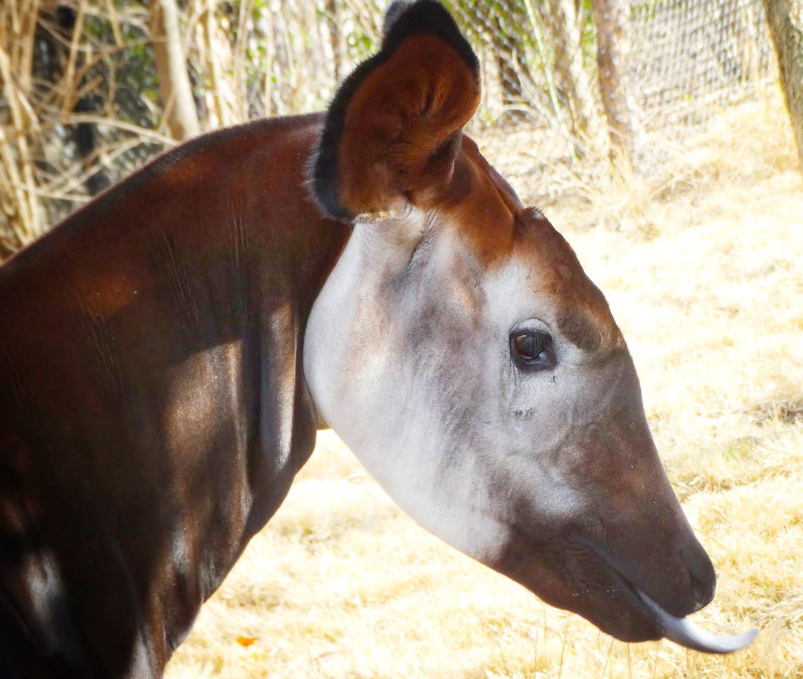 Nov. 2015 - Rhino Reserve - Kilua