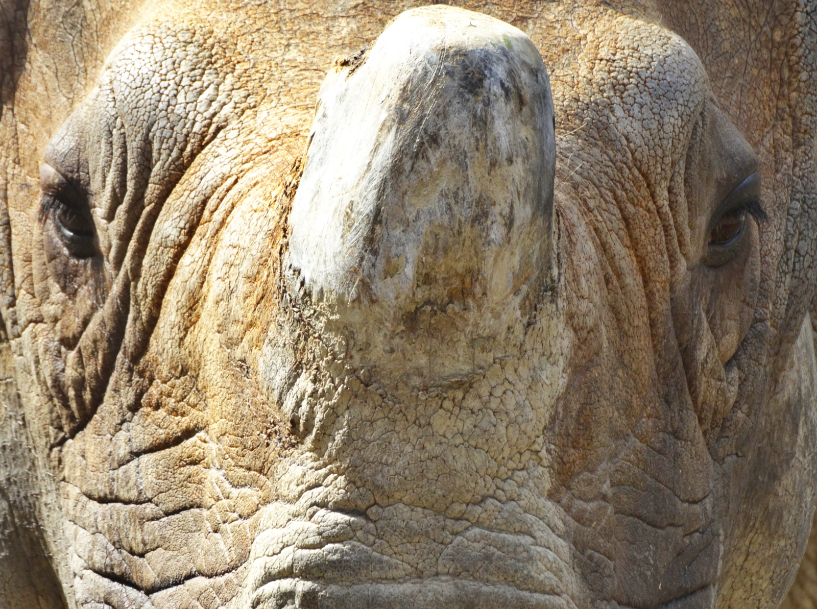 Nov. 2015 - Rhino Reserve - Manjula