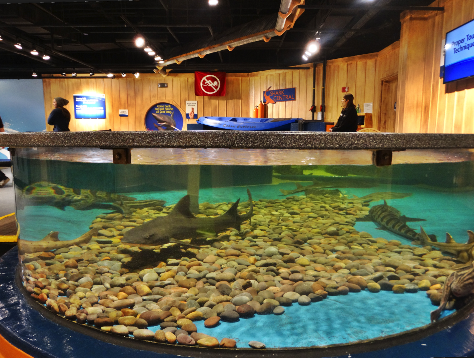 Nov. 2015 - Shark Central Touch Pool (7 Species)