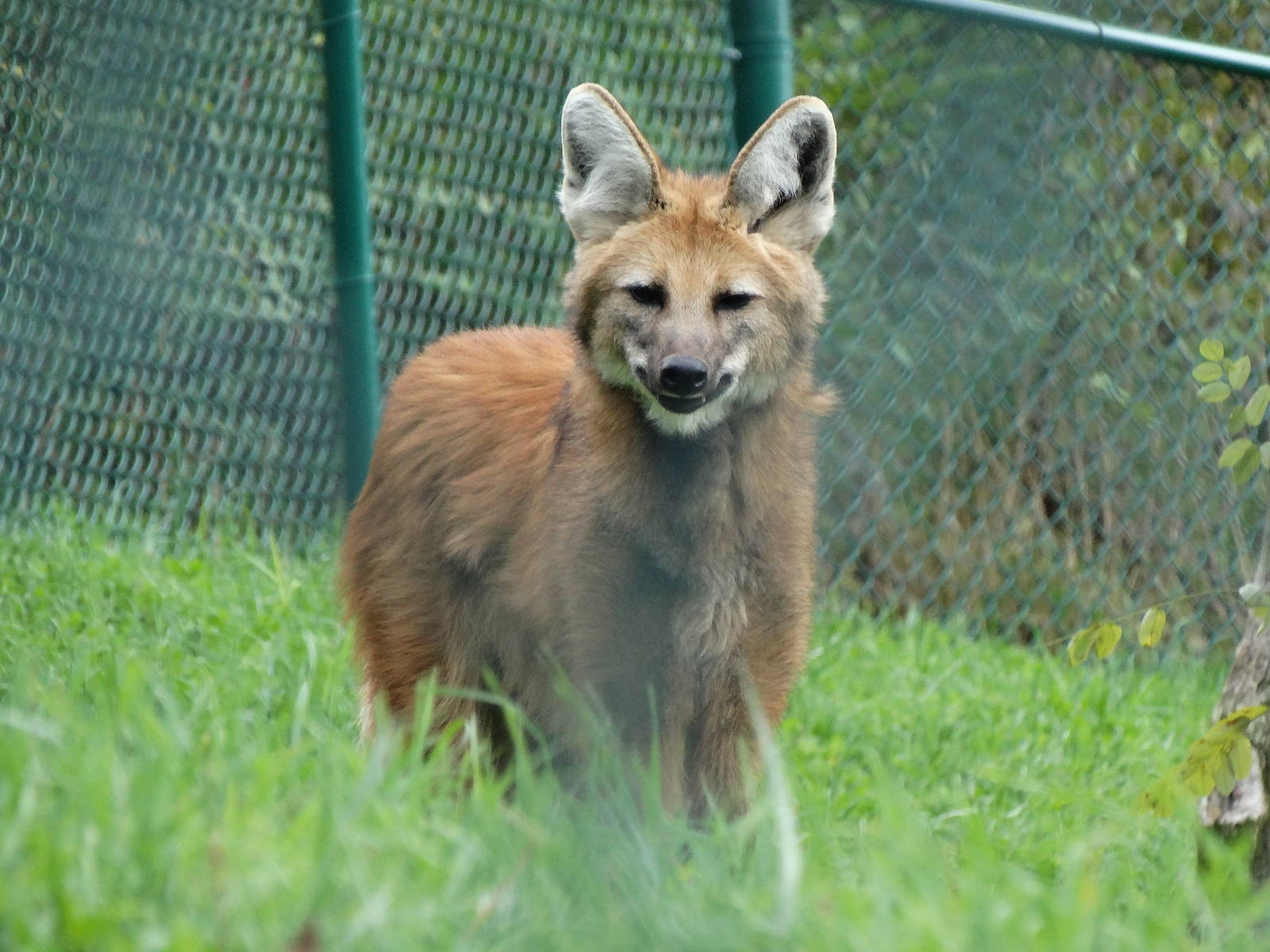Nov. 2015 - South America - Maned Wolf
