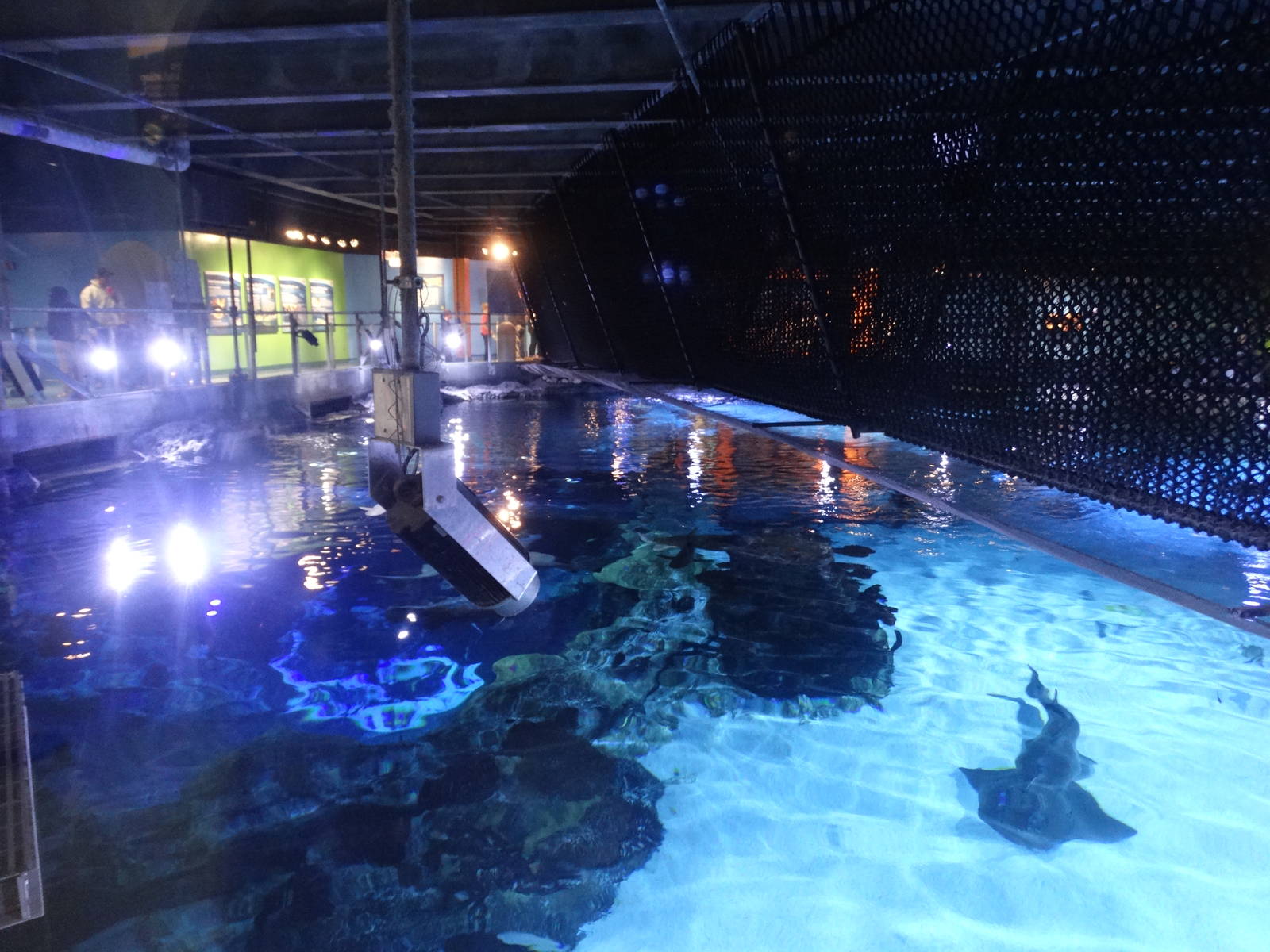 Nov. 2015 - Surrounded By Sharks Above Viewing + Shark Bridge