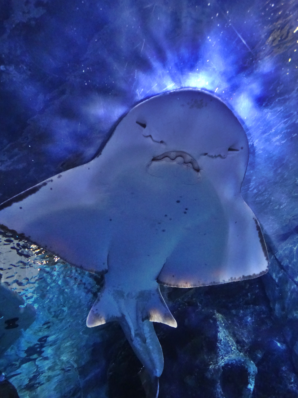Nov. 2015 - Surrounded By Sharks - Bowmouth Guitarfish