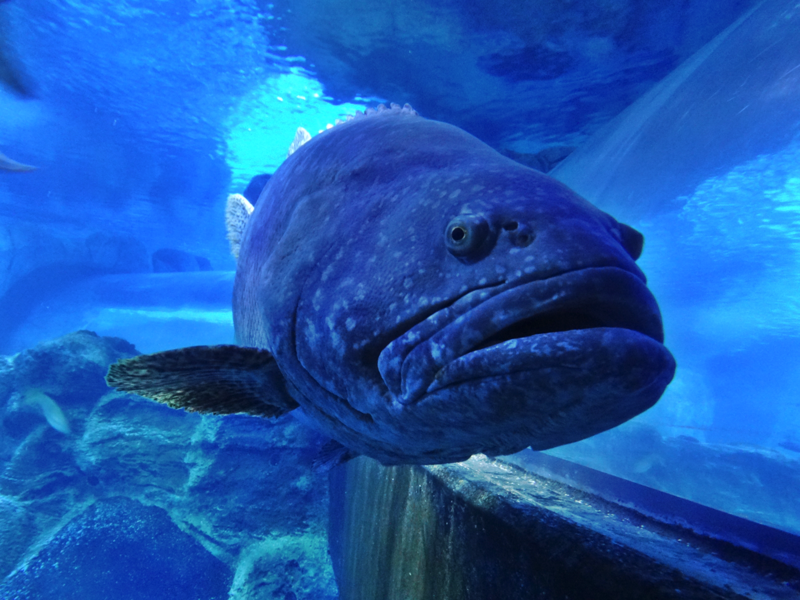 Nov. 2015 - Surrounded By Sharks - Giant Grouper - Brutus