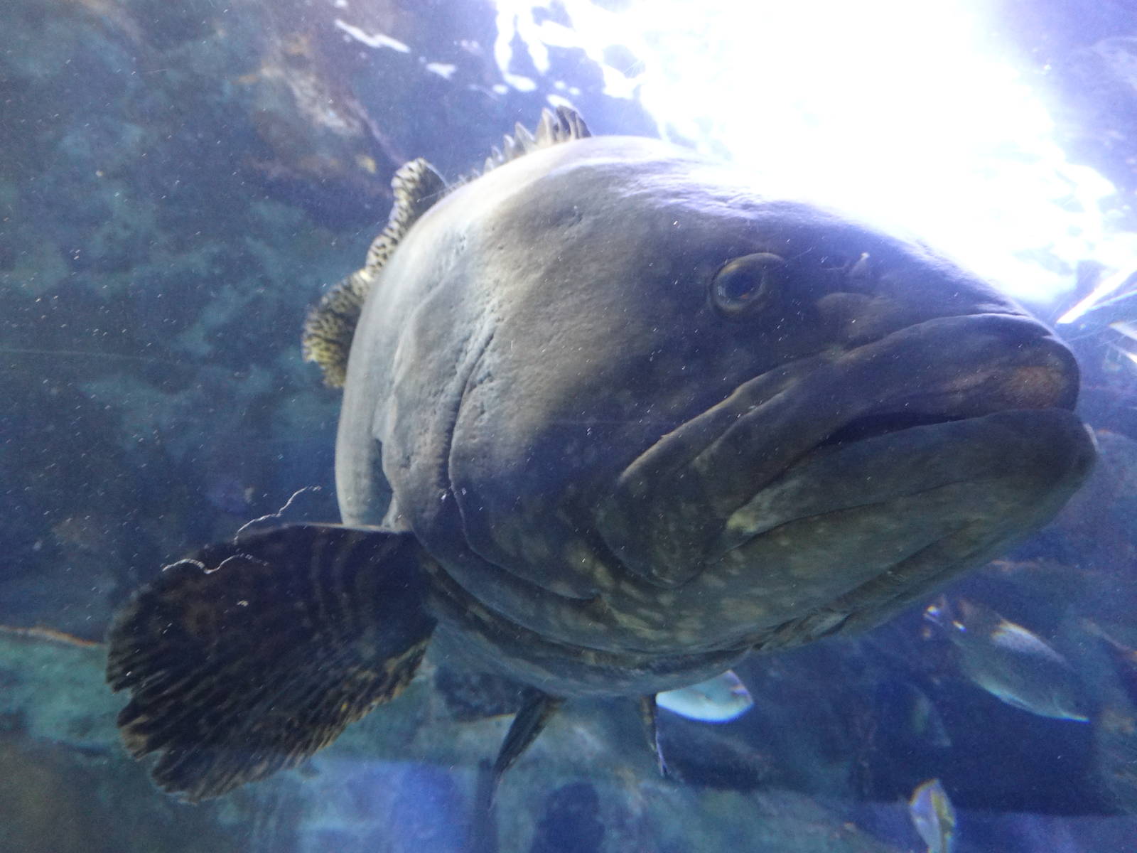 Nov. 2015 - Surrounded By Sharks - Giant Grouper