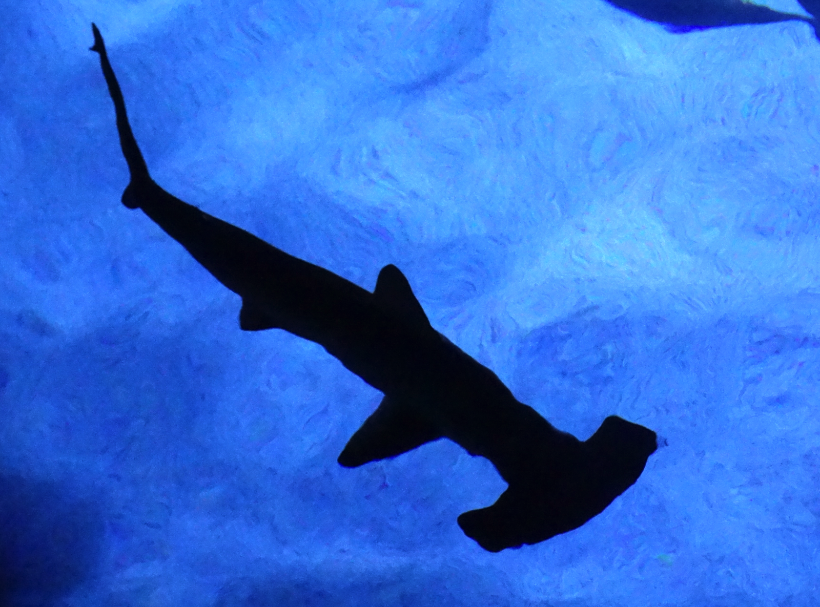 Nov. 2015 - Surrounded By Sharks - New Scalloped Hammerhead Shark