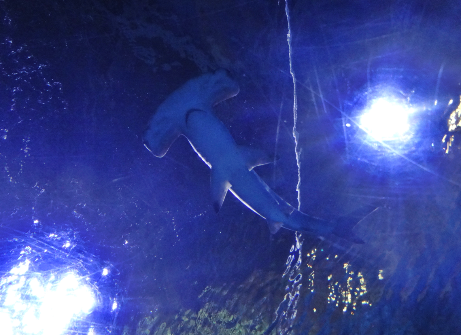 Nov. 2015 - Surrounded By Sharks - New Scalloped Hammerhead Shark