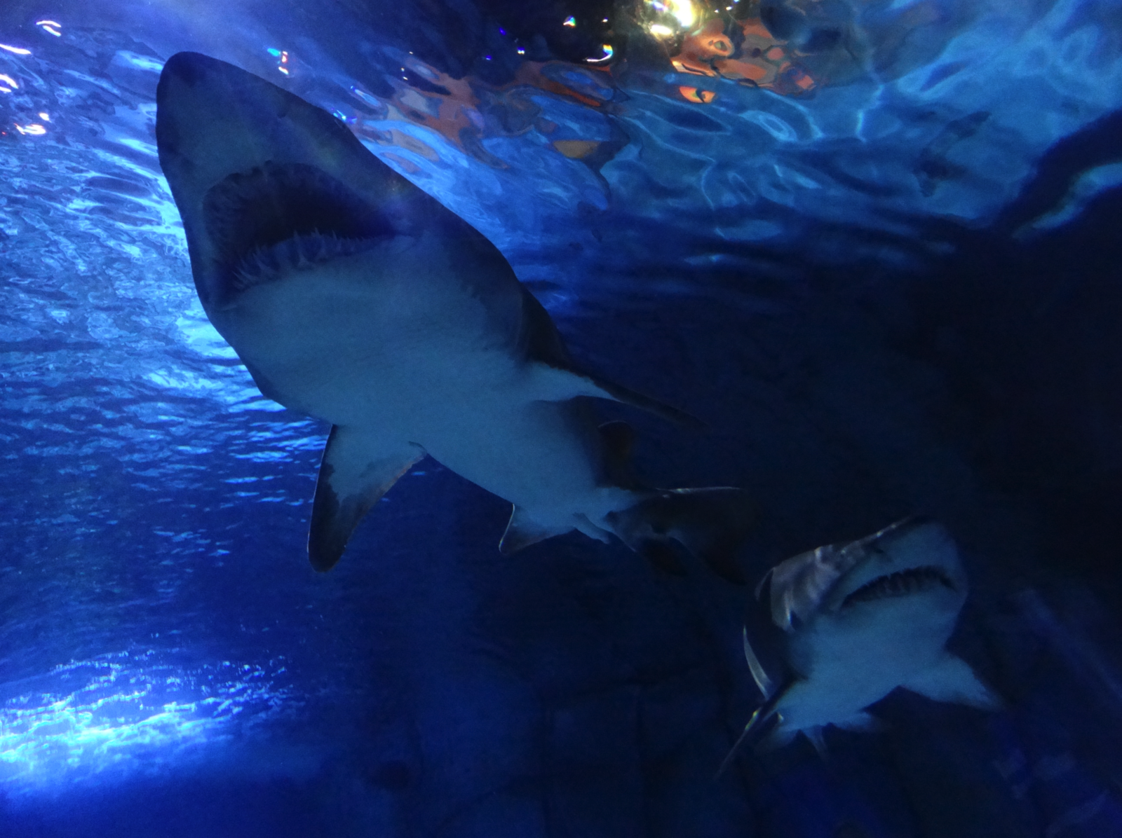 Nov. 2015 - Surrounded By Sharks - Sand Tiger Sharks