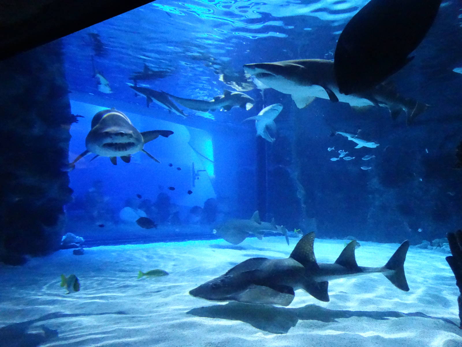 Nov. 2015 - Surrounded By Sharks
