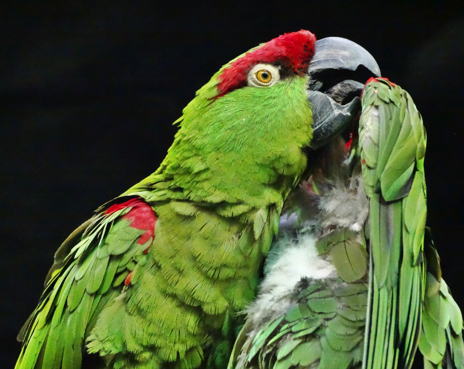 Nov. 2015 - Wings of the World - Thick-billed Parrot
