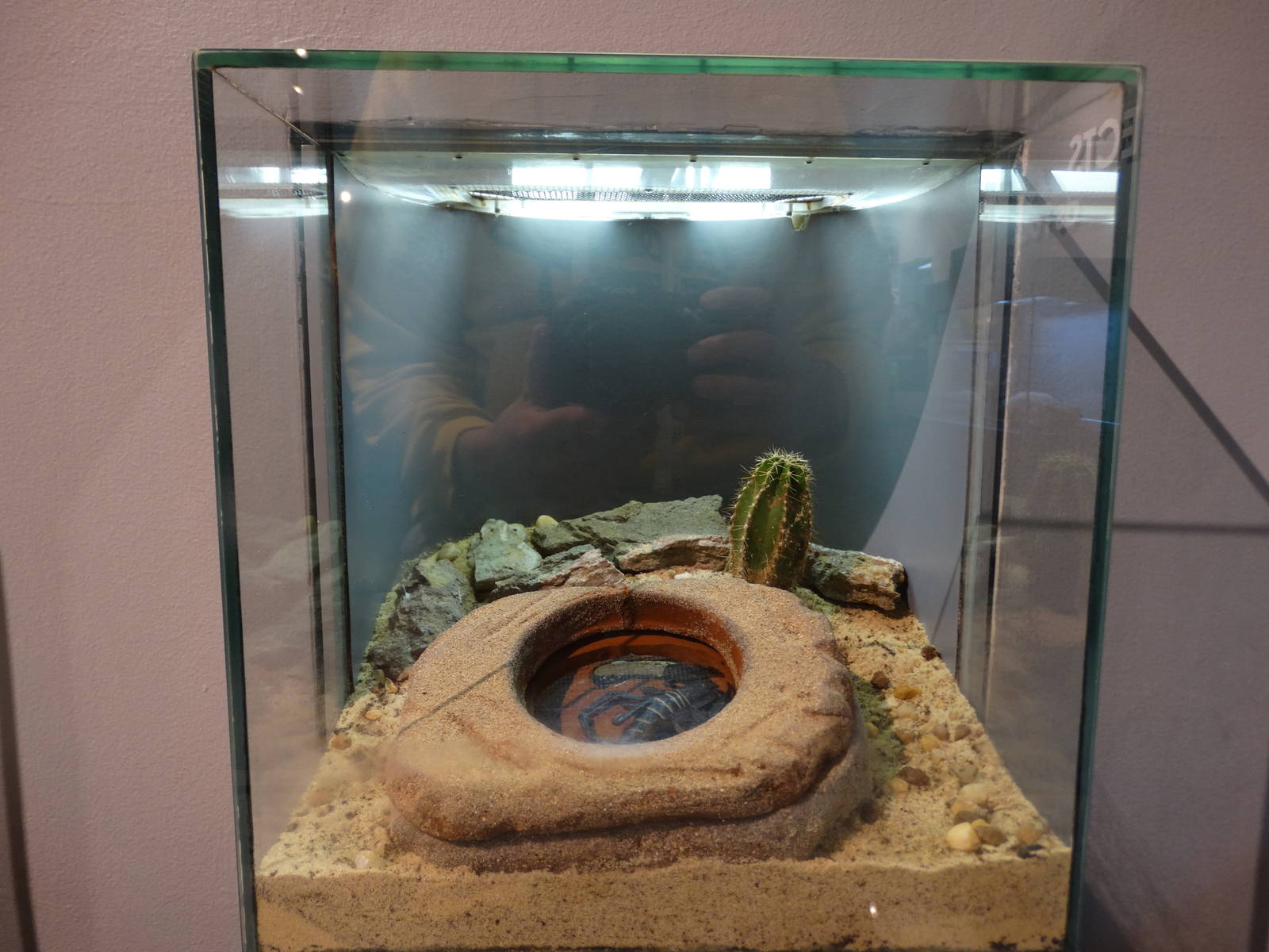 Nov. 2015 - World of the Insect - Flat Rock Scorpion Exhibit