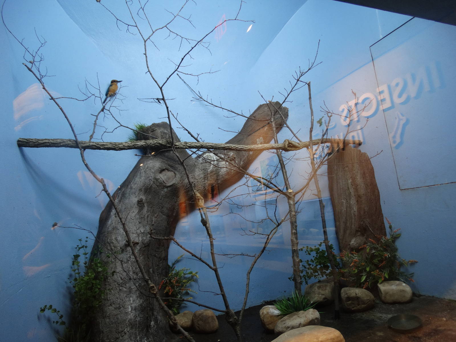 Nov. 2015 - World of the Insect - Micronesian Kingfisher Exhibit