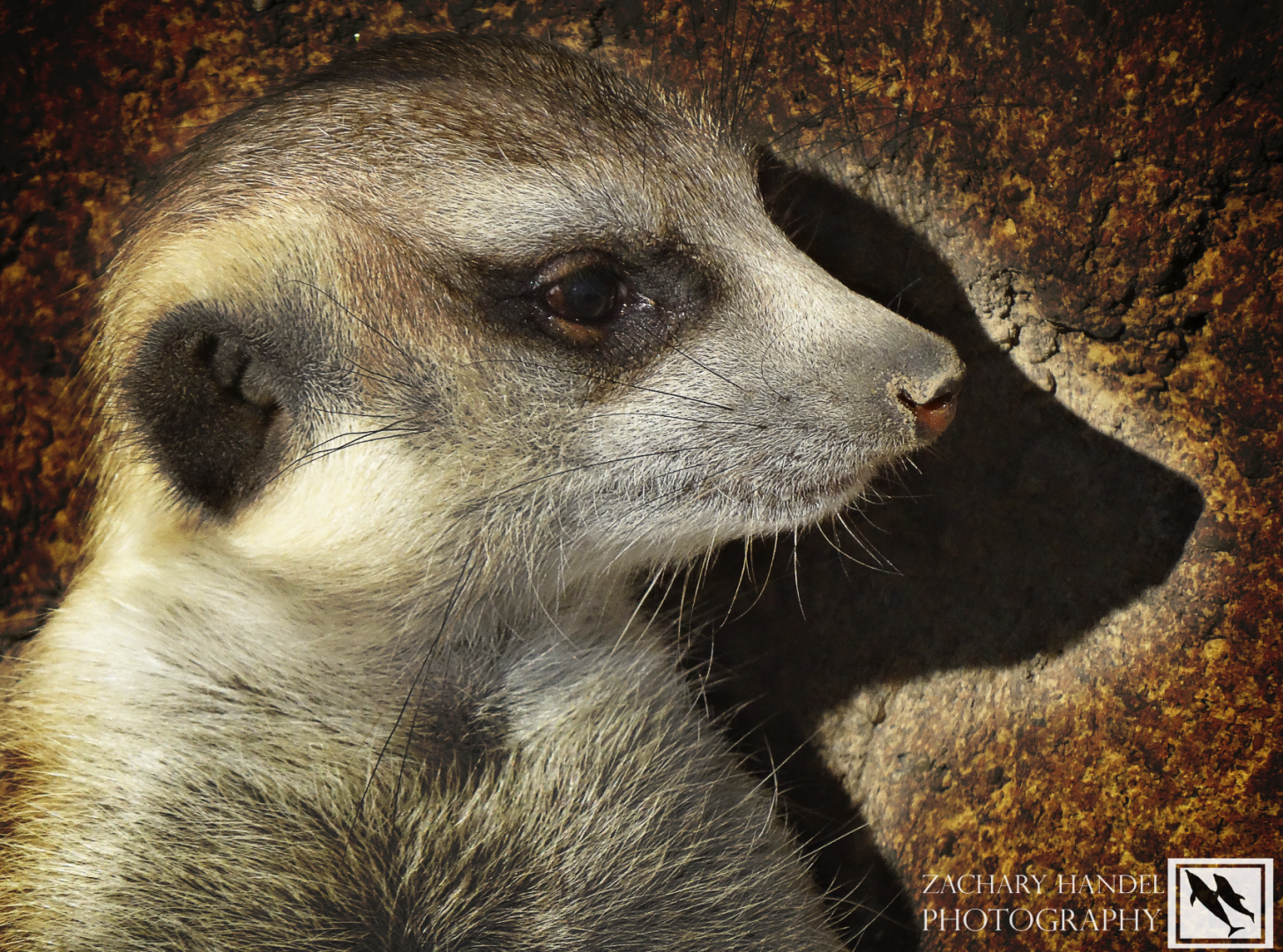 Nov. 2016 - Africa - Meerkat