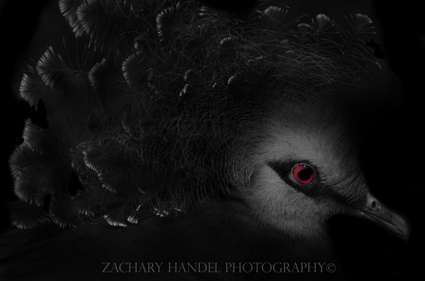 Nov. 2016 - Wings of the World - Victoria Crowned Pigeon