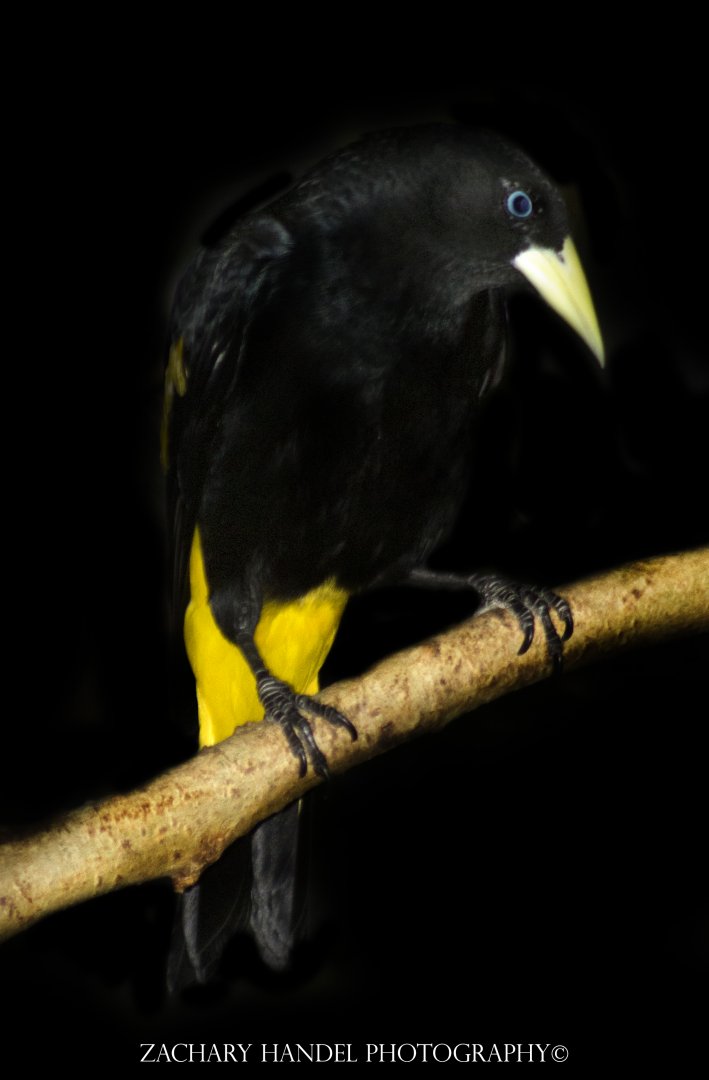 Nov. 2016 - Wings of the World - Yellow-rumped Cacique