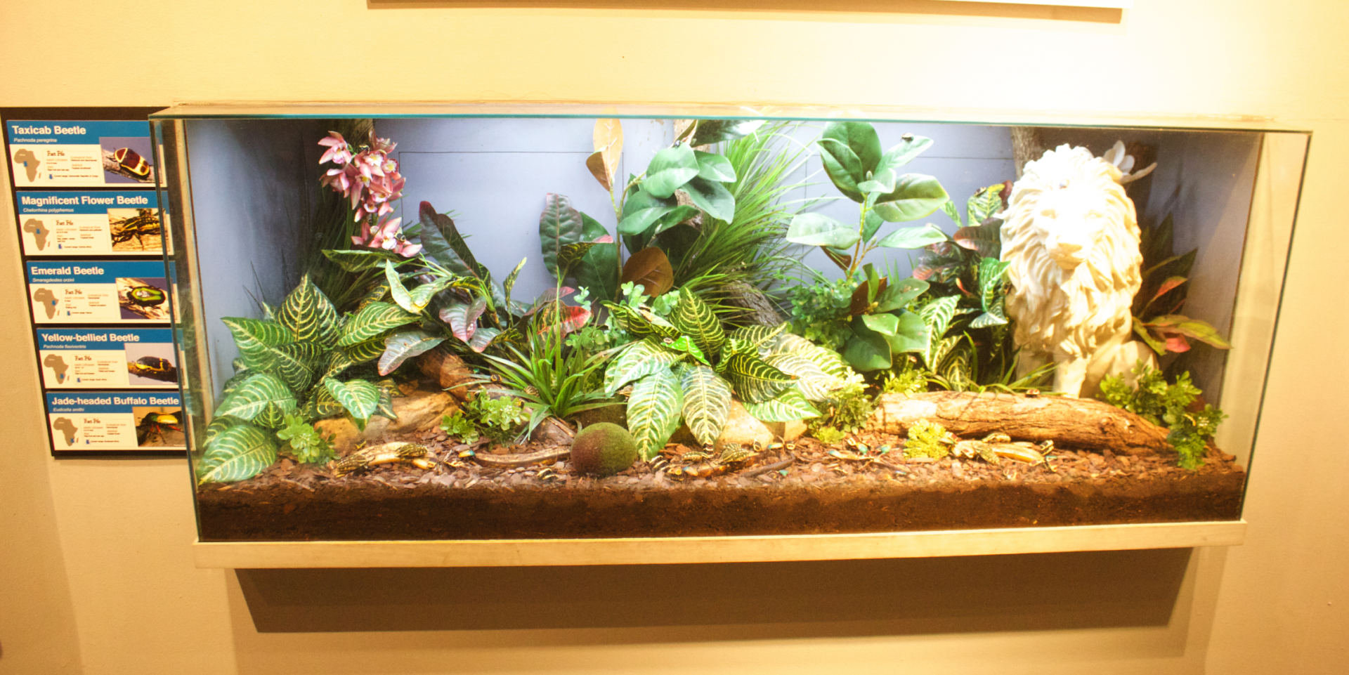 Nov. 2016 - World of the Insect - Beetle Exhibit (5 Species)