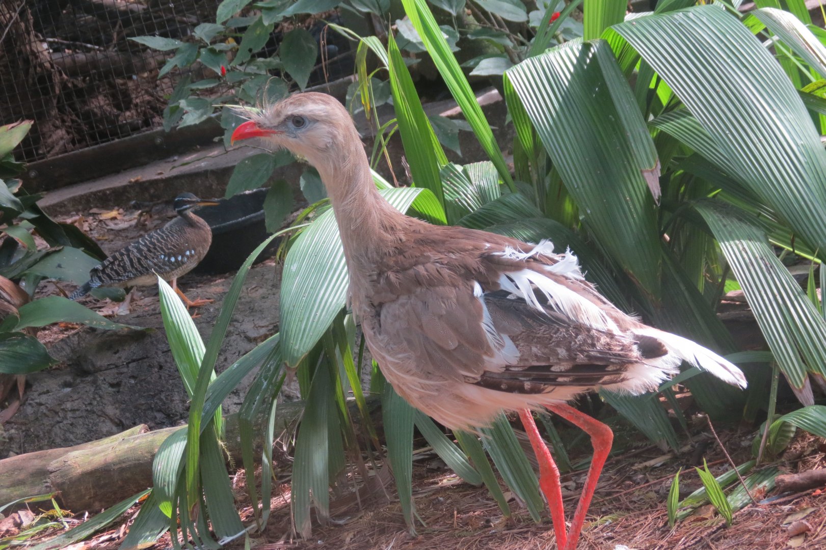 Nov. 2017 - Red-Legged Seriema and Sunbittern