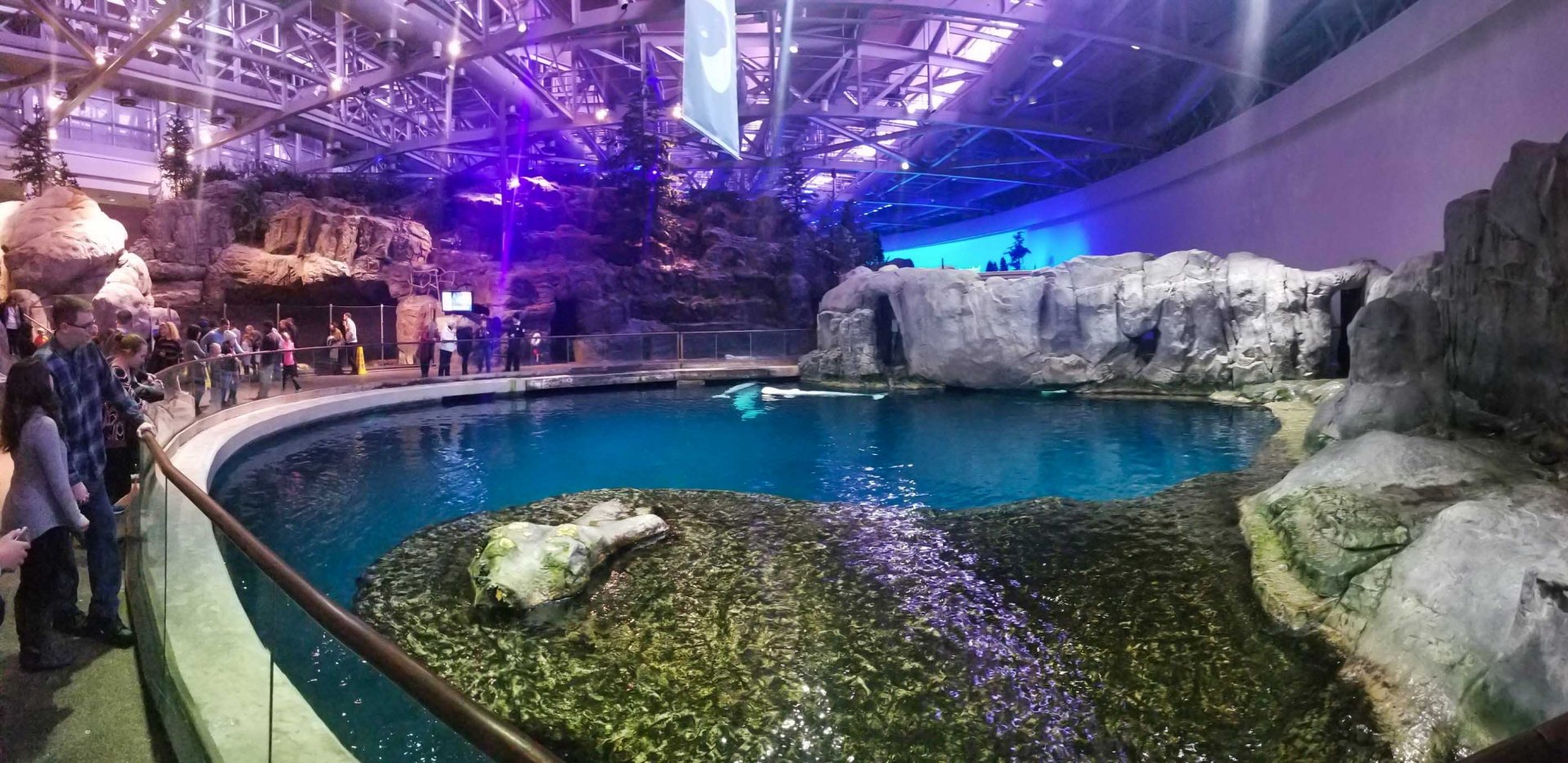 Nov. 2018 - Oceanarium - Beluga Tank Panorama