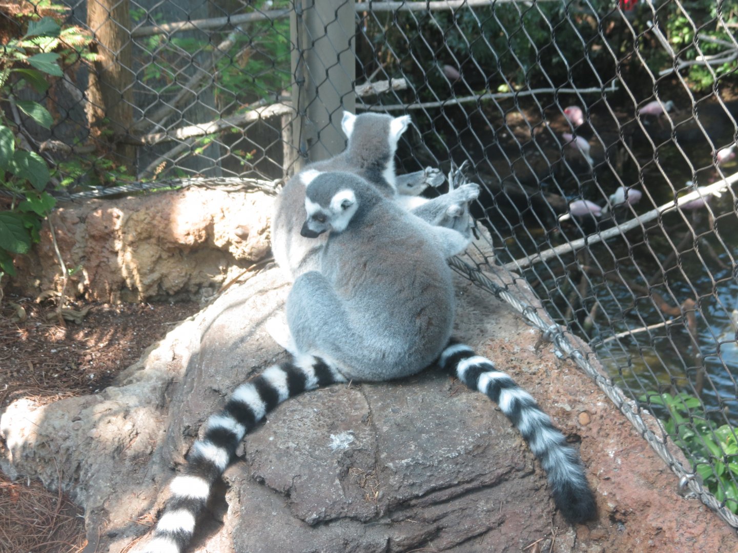 Nov. 2019 - Ring-Tailed Lemurs
