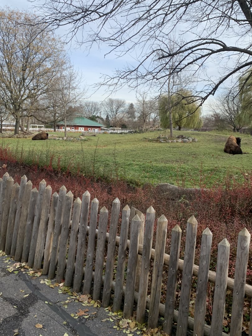 Nov. 2021- American bison