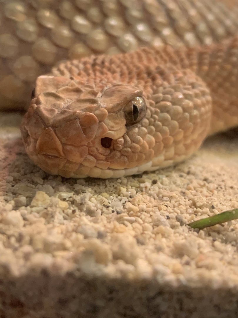 Nov. 2021- Aruba Island rattlesnake