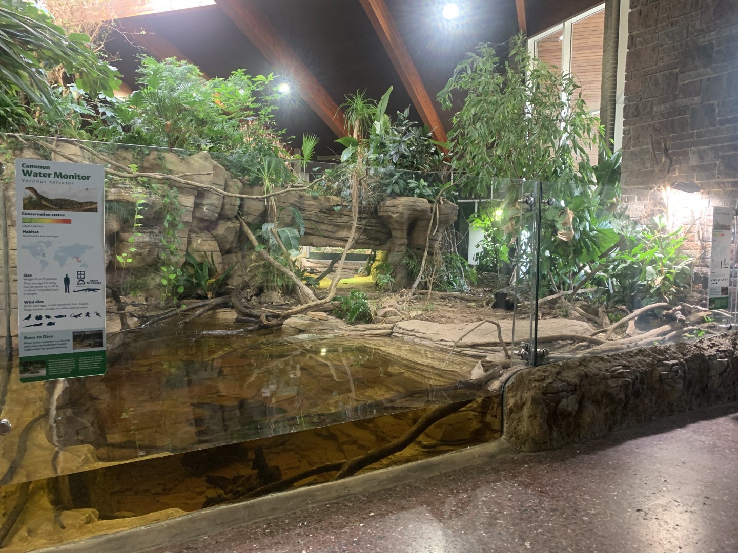 Nov. 2021- Asian water monitor exhibit