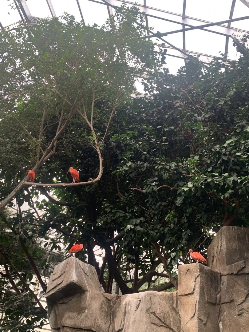 Nov. 2021- Aviary treetop