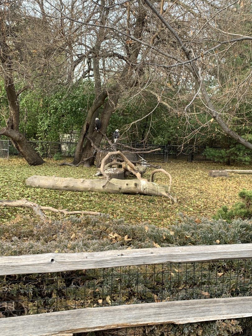 Nov. 2021- Bald eagle exhibit