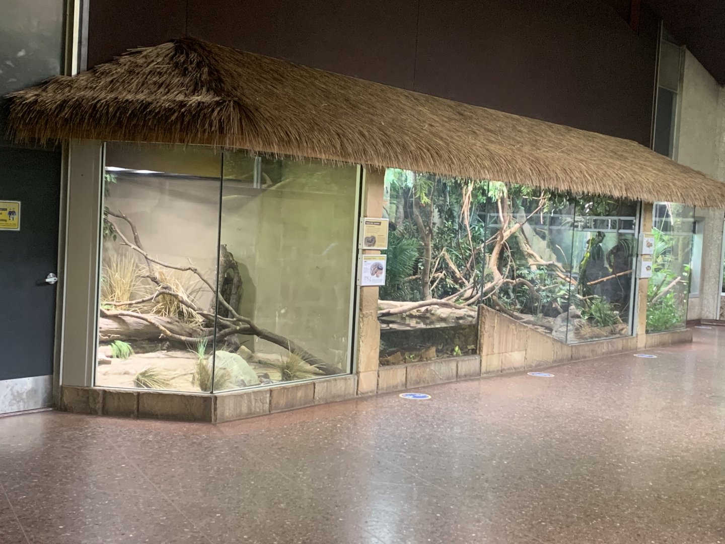 Nov. 2021- Black-headed python, Reticulated python, and Bushmaster exhibits