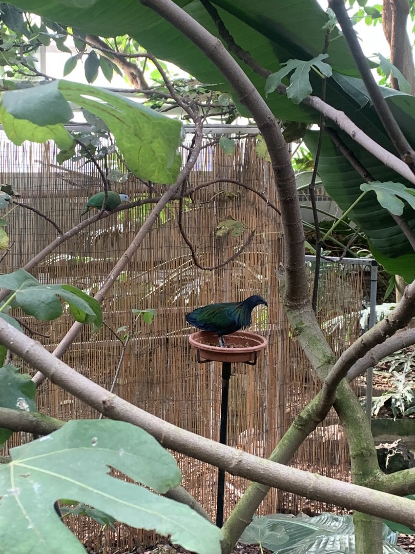 Nov. 2021- Black-naped fruit dove and Nicobar pigeon