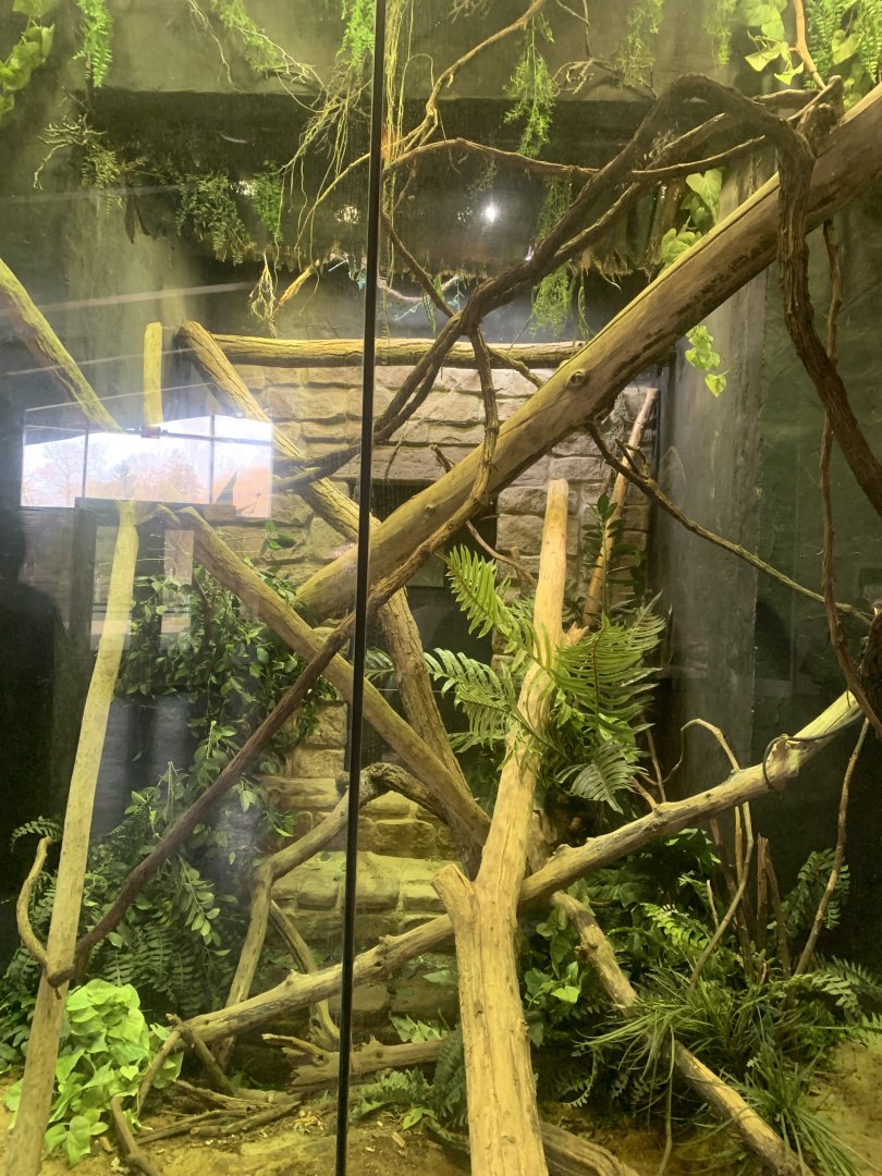 Nov. 2021- Black tree monitor exhibit