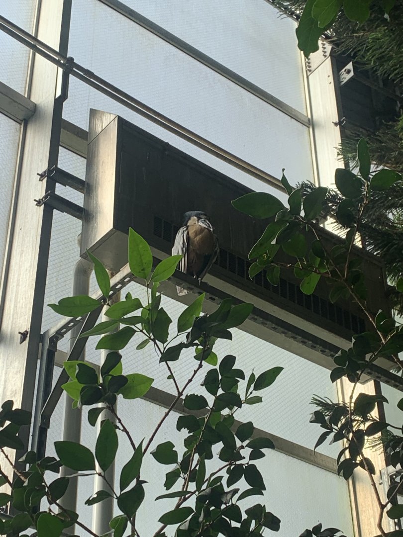 Nov. 2021- Boat-billed heron