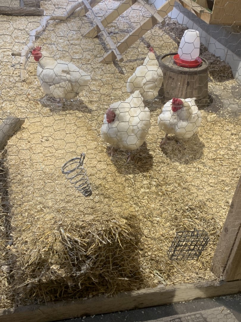 Nov. 2021- Broiler/Cornish cross chickens