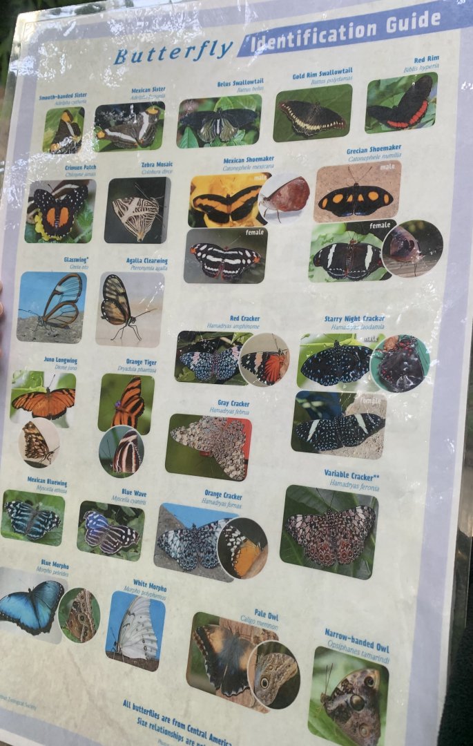 Nov. 2021- Butterfly species sheet (back)