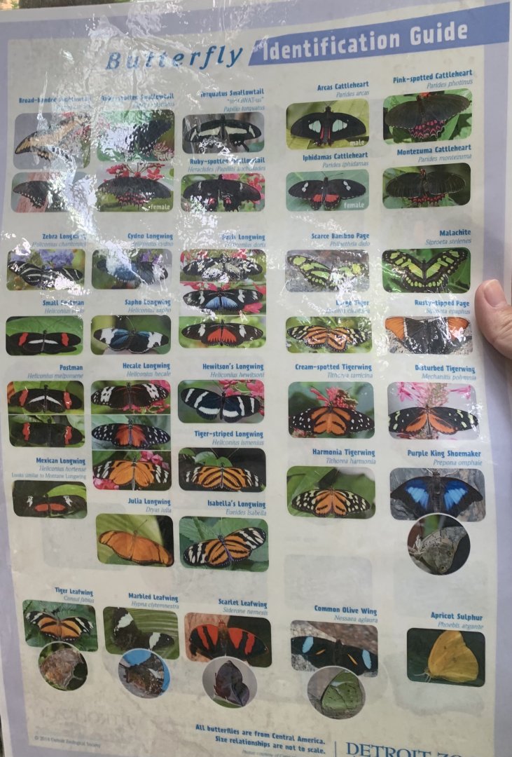 Nov. 2021- Butterfly species sheet (front)