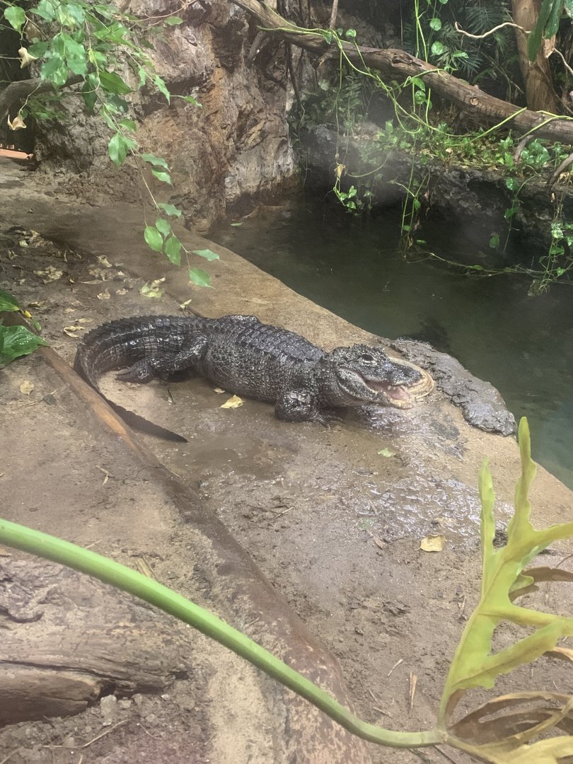 Nov. 2021- Chinese alligator