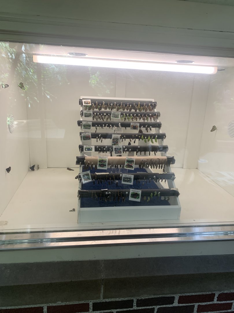 Nov. 2021- Chrysalis chamber