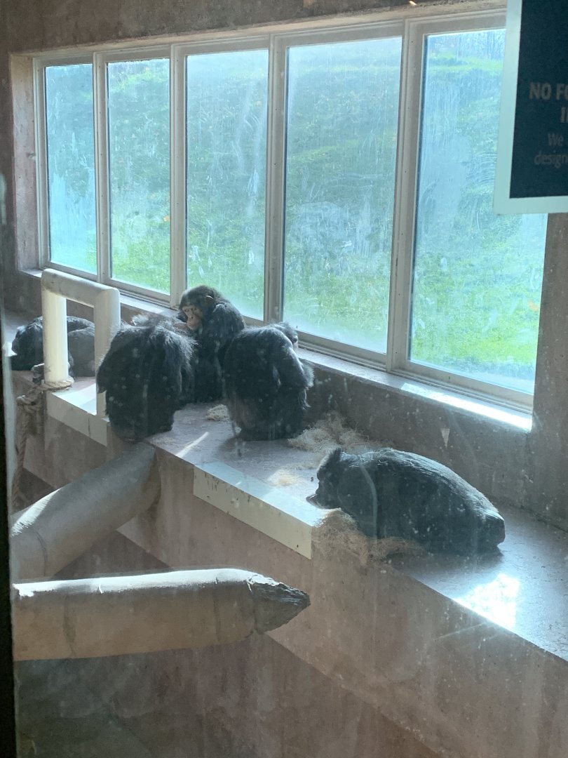 Nov. 2021- Common chimpanzees