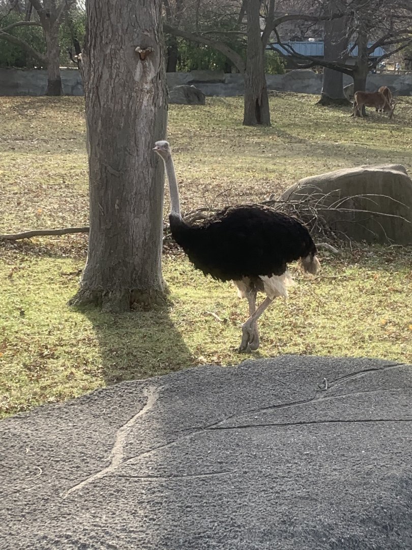 Nov. 2021- Common ostrich