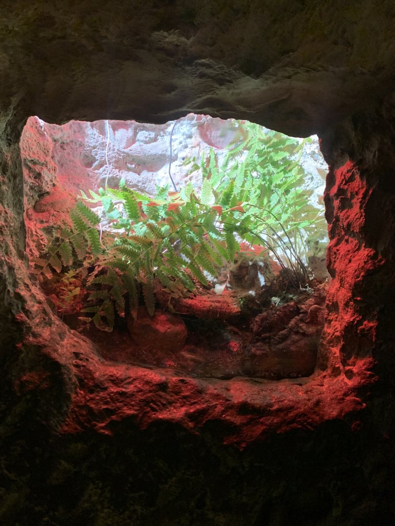 Nov. 2021- Cranwell’s horned frog exhibit